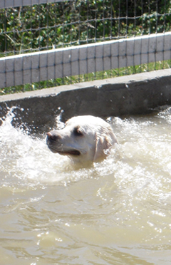 More Blowing off Steam