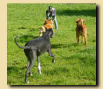 Steve calls and the dogs come.