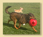 Daisy wears doogles.