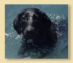 Steve plays with the whole group.